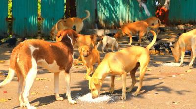 This year has also witnessed eight confirmed rabies deaths. This is the highest number ever recorded in a single year in the state.File Photo.