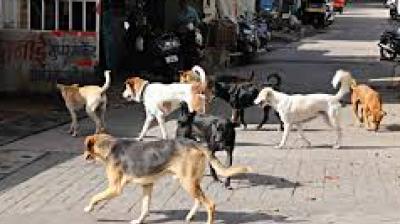 The proposed two-storey facility, spread across 1.7 acres in Sector 25, is designed to house nearly 1,980 dogs and will include a veterinary clinic and exercise zones. File Photo.