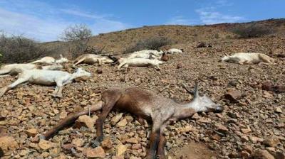 30 goats were killed in a suspected hyena attack
