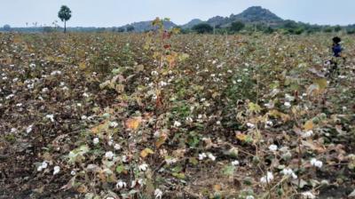 AI to help cotton farmers tackle pink bollworm