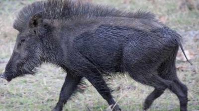 Chief Wildlife Warden Basanta Raj Kumar has acknowledged these grievances and said that the department will discuss "genuine demands". File Photo.