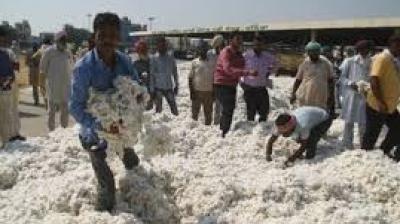 The larger implication is that such repeated episodes may push farmers to abandon cotton and shift to crops such as paddy or wheat. File Photo.