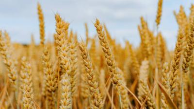 The Indian Food Corporation (FCI) is expected to maintain wheat stocks of approximately 1.82 crore tons by April 1, 2026, ensuring sufficient supply to meet domestic requirements during the Rabi season. File Photo.