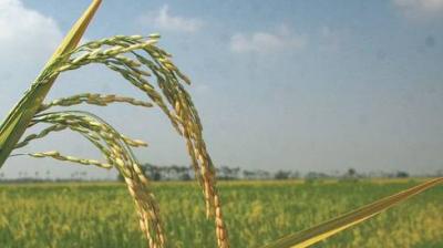 Rotational Programme of canals for irrigation in the Kharif Season