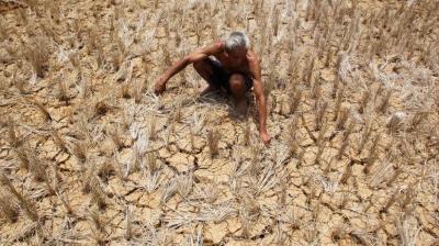 Farmer commits suicide