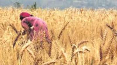 Dr Hari Ram, Head of the Department of Agronomy at PAU, emphasised that timely light irrigation combined with recommended sprays can substantially reduce the adverse effects of rising temperatures. File Photo.