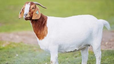 Telangana: FIR registered against individuals for allegedly arranging, permitting mass animal sacrifice at Bheemanna Temple