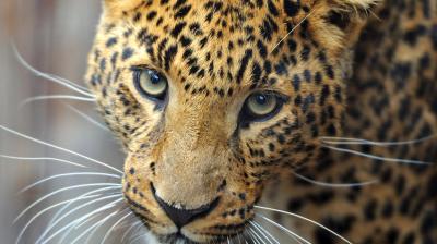 Elderly woman killed in leopard attack