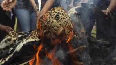 Leopard beaten up, burnt alive