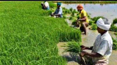 Relief Package Announced For Soybean and Cotton Farmers 