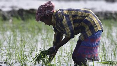Dr Satbir Singh Gosal, Vice-Chancellor of Punjab Agricultural University, said that while India's rice production is commendable, there are ecological concerns. File Photo.