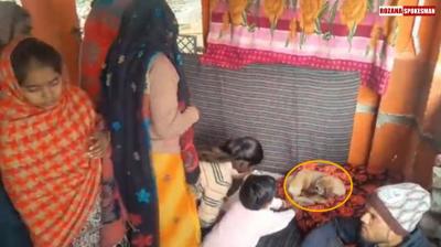 Uttar Pradesh News: People worship viral dog after it repeatedly circles temple in Bijnor
