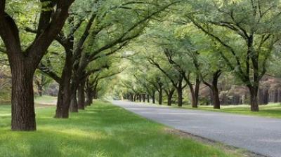 Punjab: 12 Lakh Saplings Planted to Expand Forest and Tree Cover