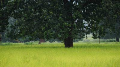 The order comes against the backdrop of alarmingly low forest coverage in both states, approximately 3.67% in Punjab and 3.63% in Haryana of the total geographical area.  File Photo.