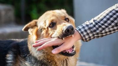 Dogs Are Responsible For Up To 99% Of Human Rabies, First 15 Min Crucial: WHO