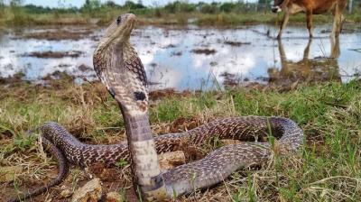 Punjab Floods: Snake Bite On Rise Along With Diseases, 37 Cases In Gurdaspur  (Representative Image)