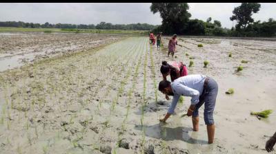 'Farming resulted in increasing income of farmers and reducing their migration activities'