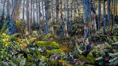 Forest Policy aimed at preserving forests and wildlife