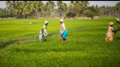 Farmers Hopeful of Big Announcements for Agriculture in Union Budget 2024