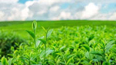 The data originated from a situational assessment survey by the National Statistical Office. File Photo.