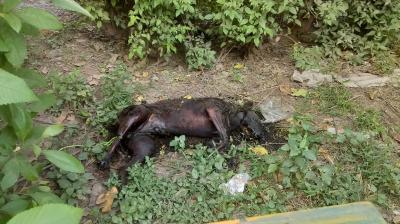 Shocking Case of Animal Cruelty: Dog Allegedly Burnt to Death in Mohali, Punjab