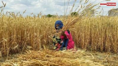 Haryana Farmers May Generate Mandi Gate Passes from Home