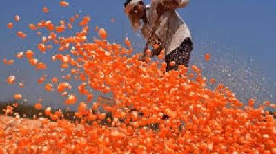 By producing seeds locally, the state hopes to encourage crop diversification and support the burgeoning biofuel industry. File Photo.