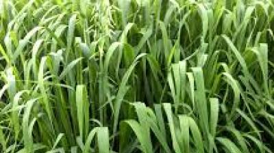 These varieties were tested over three years and are expected to deliver higher productivity and improved disease resistance, benefiting dairy farmers across India. File Photo.