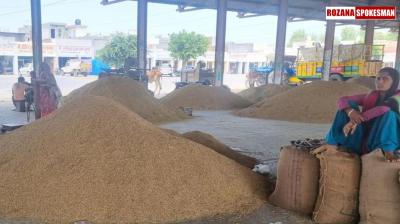 Haryana Government Procures Over 69,646 Metric Tons of Paddy Amid Rice Millers' Strike