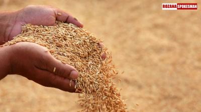 Time to Streamline Paddy Procurement in Punjab