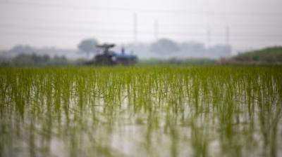 Basmati Cultivation in Punjab Up by 12.58 Percent, DSR Area Up By 46.5 Percent