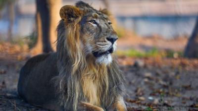 Lions & Tigers Transferred from Gujarat, Tamil Nadu to Jammu and Kashmir\'s Jambo Zoo