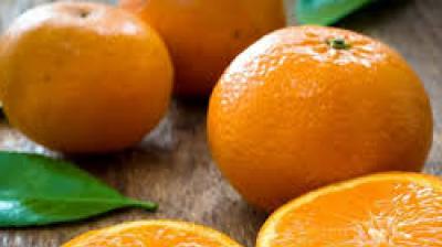 Kinnow cultivation is the mainstay of Punjab's horticulture, accounting for nearly 47 per cent of the state's total fruit area and producing 1.32 million tonnes annually. File Photo.