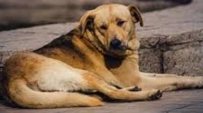 The original layout featured elements such as jump hurdles, a mini hill climb, training platforms, bridges and balance beams, along with sand pits, a water pond and portable toilets. File Photo.