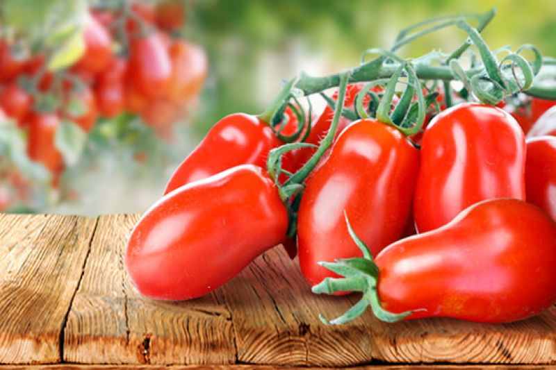 San Marzano and Corbarino tomatoes inhibit the growth and cloning behavior of malignant cells