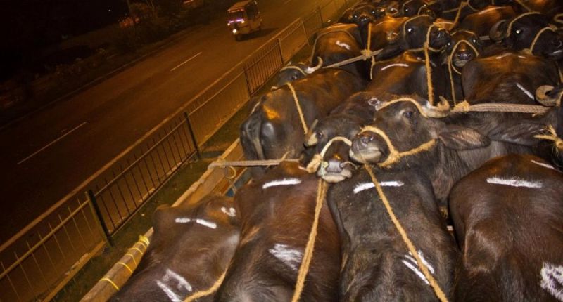 14 bovines were found inside the truck