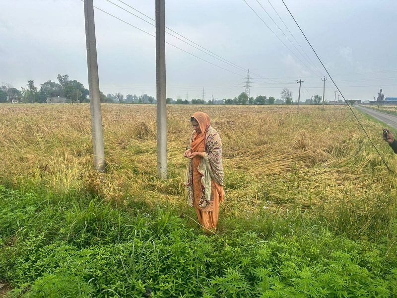 Nakodar: AAP MLA Inderjit Kaur Mann visits villages to review crops damaged due to Rain
