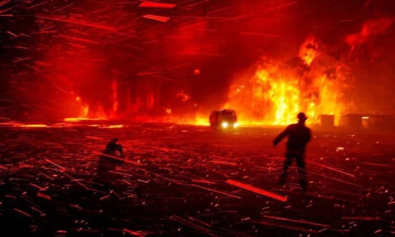 Bushfires destroy Australian wildlife