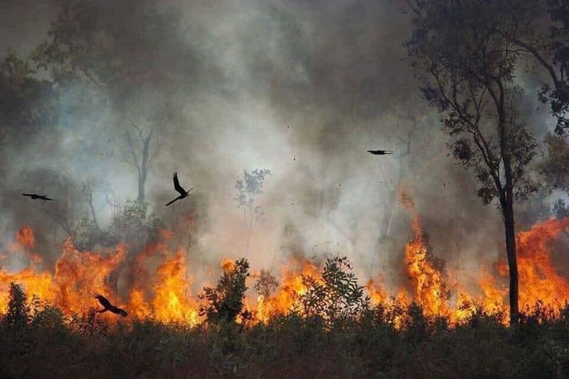 Bushfires destroy Australian wildlife