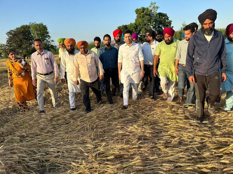 MP Raghav Chadha Reaches Rupnagar to Review Crops Damaged due to Rain