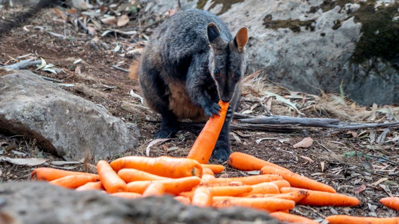 Animal eating food dropped by helicopters amid Australian bushfires 
