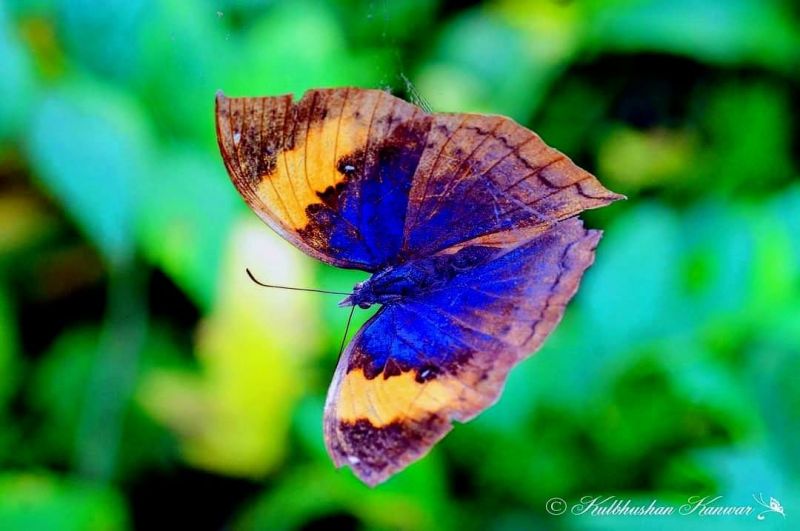 WILDLIFE WEEK - 2021 AT SUKHNA LAKE 