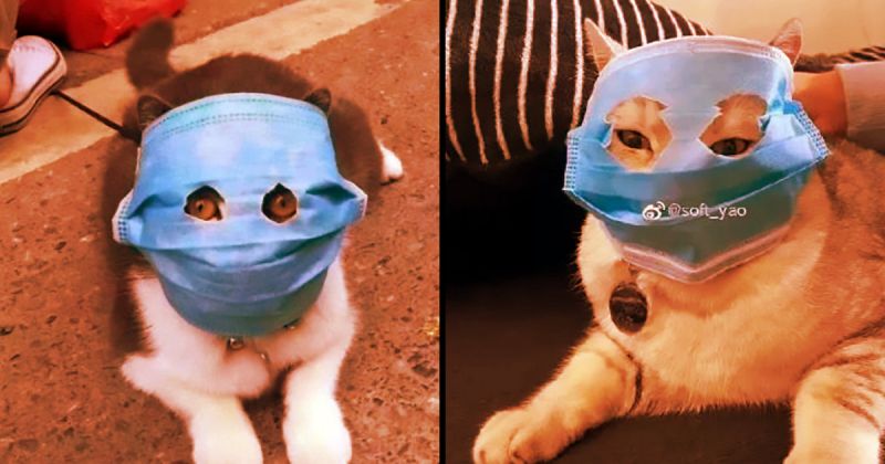 Animals are wearing coronavirus masks in China