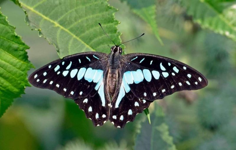 WILDLIFE WEEK - 2021 AT SUKHNA LAKE 