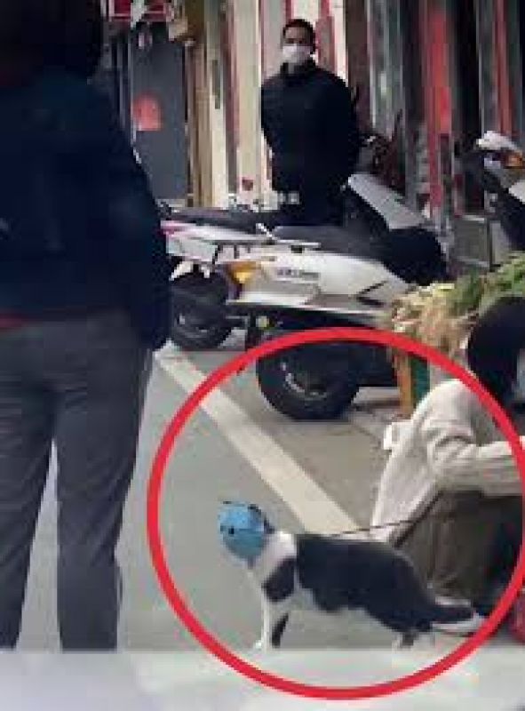 Animals are wearing coronavirus masks in China