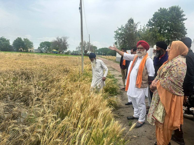Nakodar: AAP MLA Inderjit Kaur Mann visits villages to review crops damaged due to Rain

