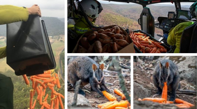 Animal eating food dropped by helicopters amid Australian bushfires 