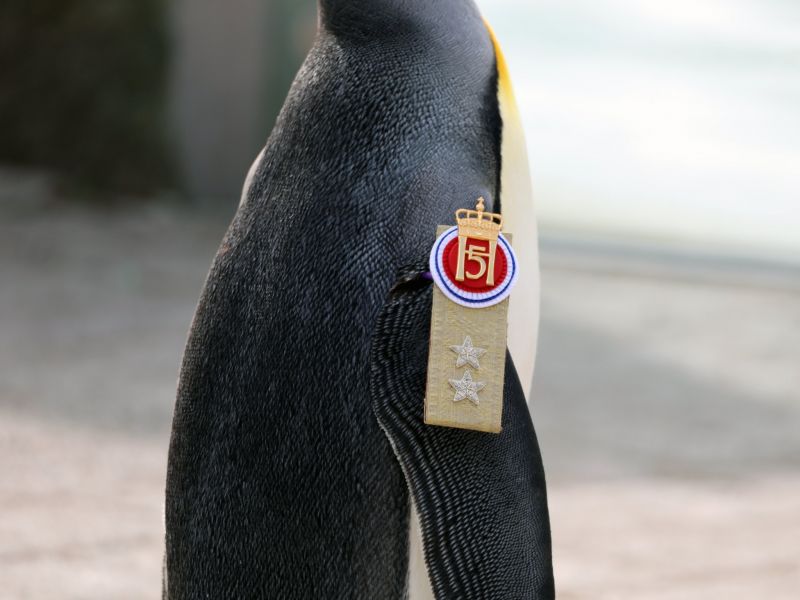 Penguin Named "Sir Nils" joined the Norwegian Army, Holds the 3rd Highest Rank 
