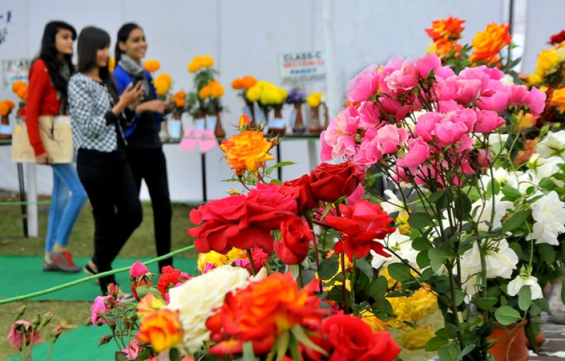 Rose Festival of Chandigarh 2020