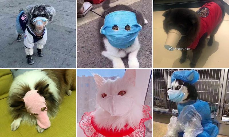 Animals are wearing coronavirus masks in China